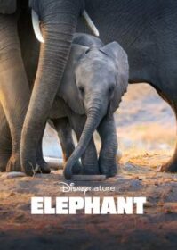 ดูหนังออนไลน์ Elephant (2020) Disney+ อัศจรรย์ชีวิตของช้าง