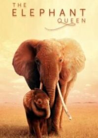 ดูหนังออนไลน์ The Elephant Queen (2019) อัศจรรย์ราชินีแห่งช้าง
