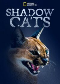 ดูหนังออนไลน์ Shadow Cats (2022) แมวแห่งเงา